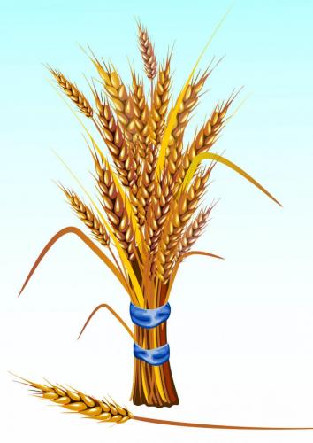 Пшеница 1003