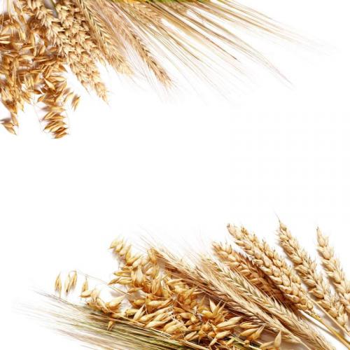 Пшеница 5988