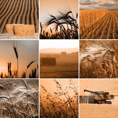 Пшеница 5999