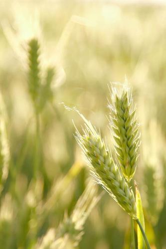 пшеница 370