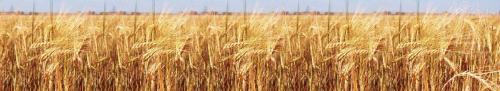 пшеница  369